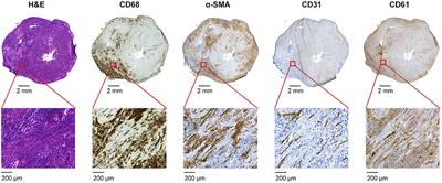 Evaluation of [68Ga]Ga-NODAGA-RGD for PET Imaging of Rat Autoimmune Myocarditis